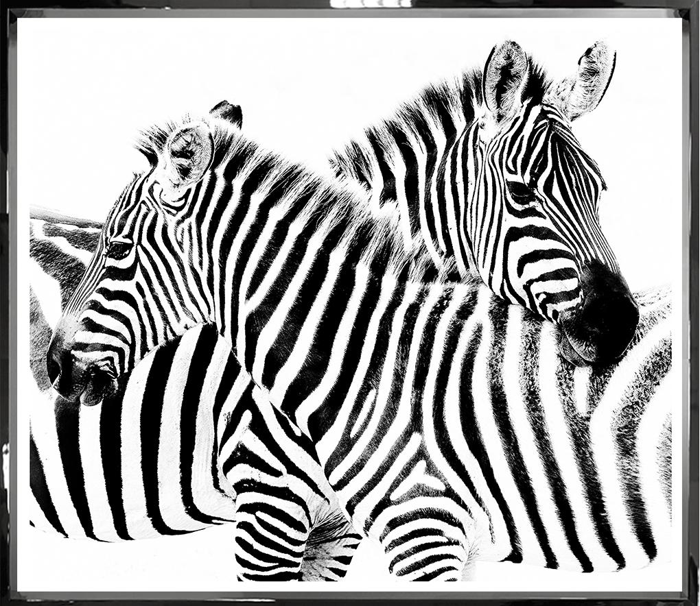 Zebra Hug 37 x 44– Home + Home